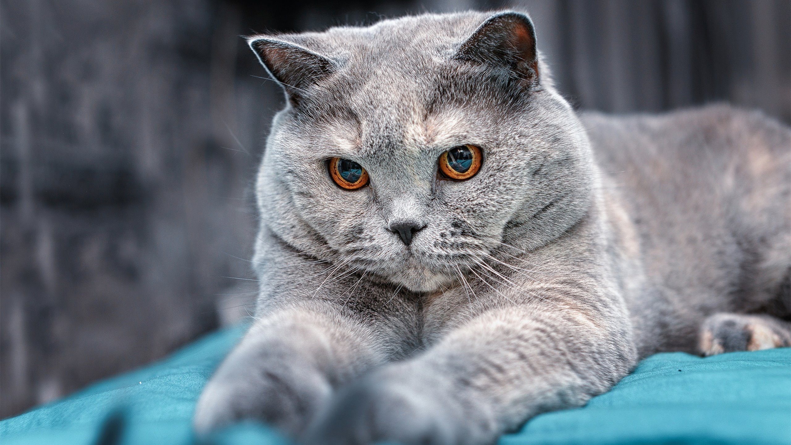 APEX英雄 线上赛事观赛人数创新高，apex一场比赛大概需要多少时间