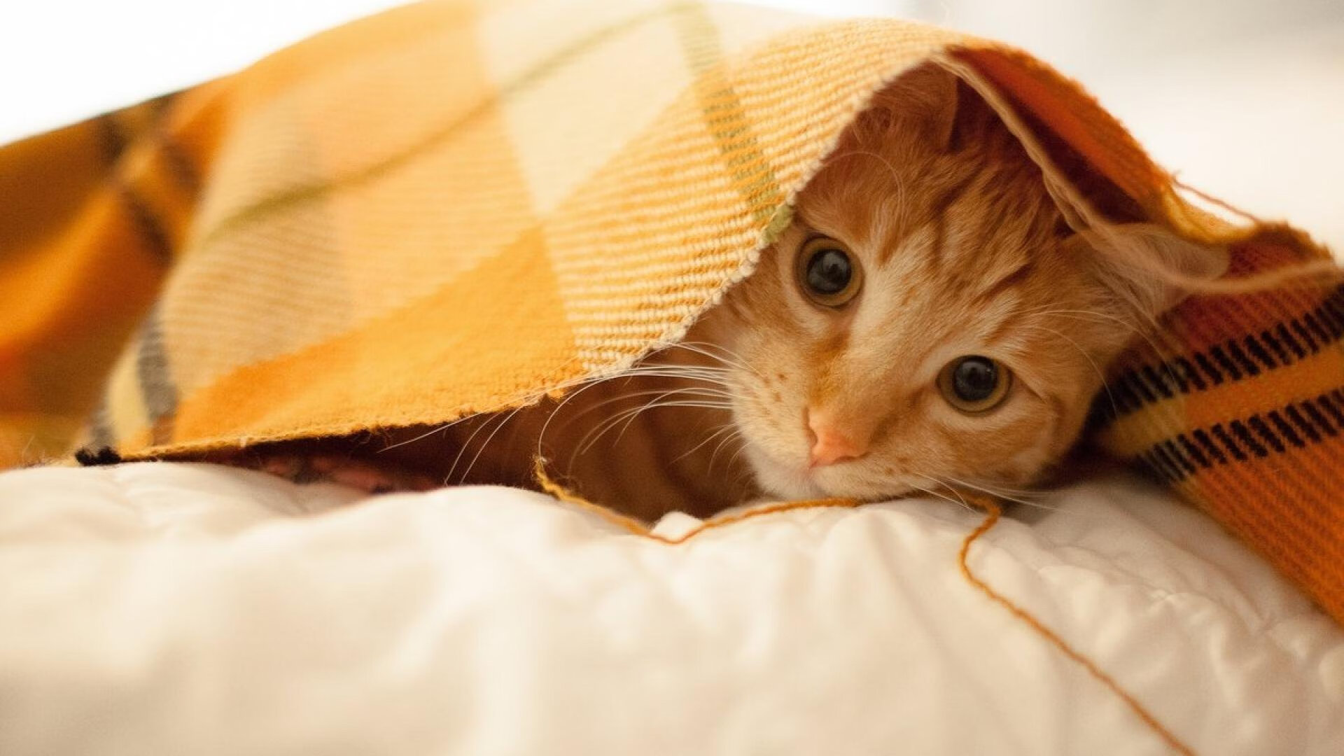 开云官方网站-新兴媒体平台推出全程回看功能让球迷不错过任何比赛瞬间，全场回看