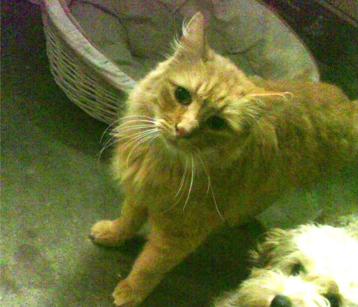 虚拟现实技术助力足球战术分析，培训效果显著提升，足球虚拟队什么意思